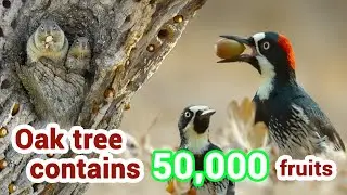 The grain hoarding Birds Review