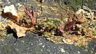 Japanese Knot Weed
