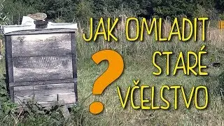 Jak omladit včelstvo?