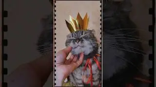 #cat #king #kingcat #cats #catvideos #catshorts #котики