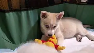 Jade's Pups 2/22/23 | Alaskan Klee Kai/American Eskimo
