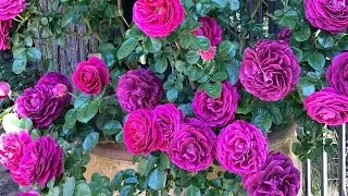 5 നാടൻ റോസ് combo ഓഫർ #rose #roses #roselover #gardening #plant #plantlover