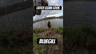 Catch Clean Cook Bluegill #bluegill#panfish#fishfry#mealworm#fishingseason#pafishing