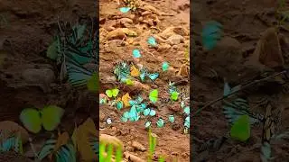 Beautiful Butterflies of the Peru Amazon 🦋 #shorts #butterfly #amazonrainforest