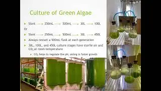 Culture of three species of freshwater algae for the production of freshwater mussels