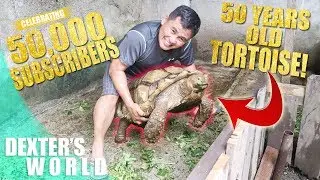 MEET RUSH!! THE 50 YEARS OLD TORTOISE!!