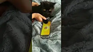 passage des 20k🐈&zwj;⬛exoticcat#catexotic#bestmeow#brawlstars#cutecat#kitty#blackcat#chococat #music #