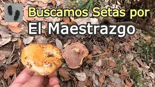 Buscamos SETAS por El Maestrazgo (Teruel)