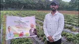 Organic Strawberry Cultivation