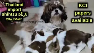 Top quality Shihtzu Puppies for sale in telugu/7989580570 /aj pets 