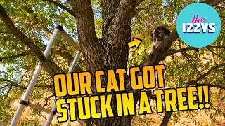 Our cat is stuck in a tree!