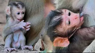 Observing Primate Mom Amber & Rose Parenting Instincts in the Wild!