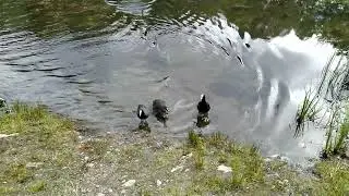 Eurasian Coot / soth&oslash;ne (fulica atra)