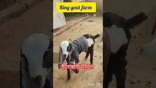 king goat farm azamgarh short video upload#