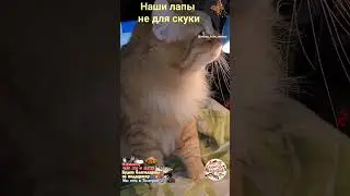 Наши лапы не для скуки. Our paws are not for boredom.