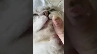 Secret Ingredient for Cleaning Cat Acne