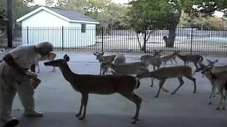 The Deer Whisperer