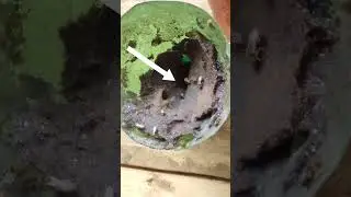TEM MEDO DE FOR&Iacute;DEOS?