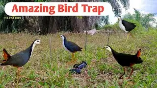 Amazing Bird Hunting Trick |Best BirdHunting Trap |Easy Way To Catching Birds |Birds Story |