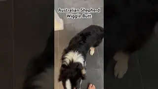 Wiggle Butt Aussie #dog #happydog #puppy #cute