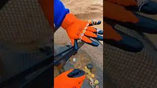 Beach Clean-Up Turns into Treasure Hunt: Coins and Gold!
