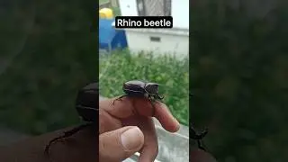 I have most beautiful rhino beetle 😍 #shorts #beetle #nature