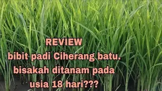 Bibit padi Ciherang Batu usia 18 hari di Persemaian cocok untuk pindah tanam ke sawah
