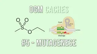 OGM Cachés - 5 : Mutagénèse