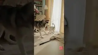 Chaos Kicks Off Between a Husky and a Sleepy Cat | Pet Chaos House #pet #animal #shorts