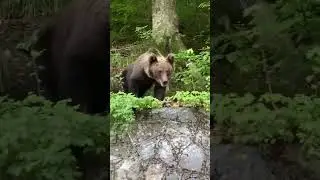 Bear Encounter! #nature #wildlife #bears #forest #wildlifeencounters #dangerous #brownbears