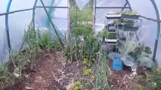 Harvresting Celery in Hungry Gap