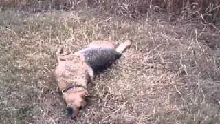 Dog Bitten By Striped Venomous Horse Eating Snake!