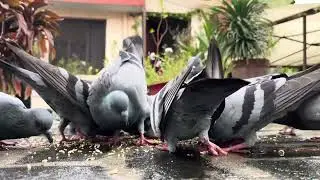 The fear and the pigeons 🕊️🕊️ #animallovers #animalkingdom #animalsofinstagram #anime