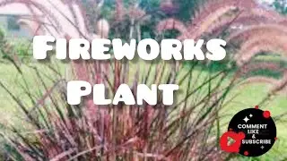 Incredibly showy, Pennisetum setaceum 'Fireworks'