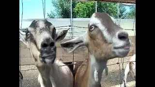 Goatmania!