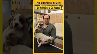 Pet Adoption Centre | Dr. Nehru Dog & Cat Hospital | Pet Care