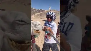 Smile, camel!🐪