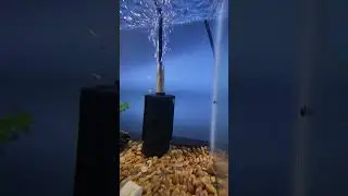 Shrimp Video & Camera Test