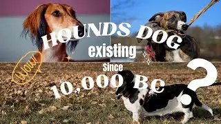 The History Of Hounds Dog