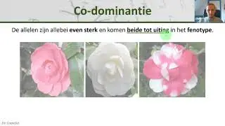 Bio - Intermediair en Co-dominant (+ bloedgroepen) - Erfelijkheid #3