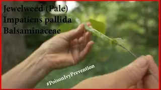 Prevent Poison Ivy Rashes: Learn to Use Jewelweed Effectively