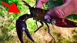 Plastic Bottle CRAWFISH Trap DIY (Does it work?) Underwater camera footage