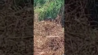 Clearing bushes with high risk 4