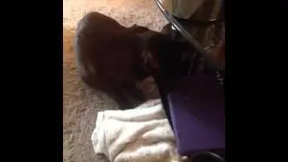 Hooch broke into the catnip bag