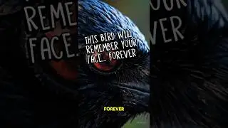 These Smart Birds Track Revenge Against Humans