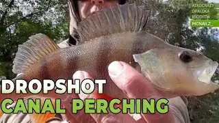 Dropshot Perch Fishing on the Canal