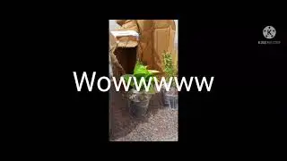 Package from Nursery Live?? Plants