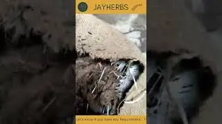 Nardostachys jatamansi || Jatamasi || जटामसी || Jatamansi || #jayherbs #jayjain