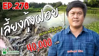 เลี้ยงกุ้งฝอย ขายดีจนต้องเพิ่มบ่อ สร้างรายสูงสุด 40,000 บาท/เดือน l เกษตรกรไทย สร้างรายได้ Ep278
