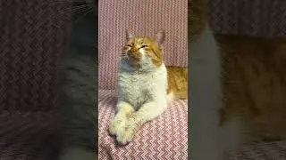 Cat Remembers Past Life After Hearing Egyptian Music!